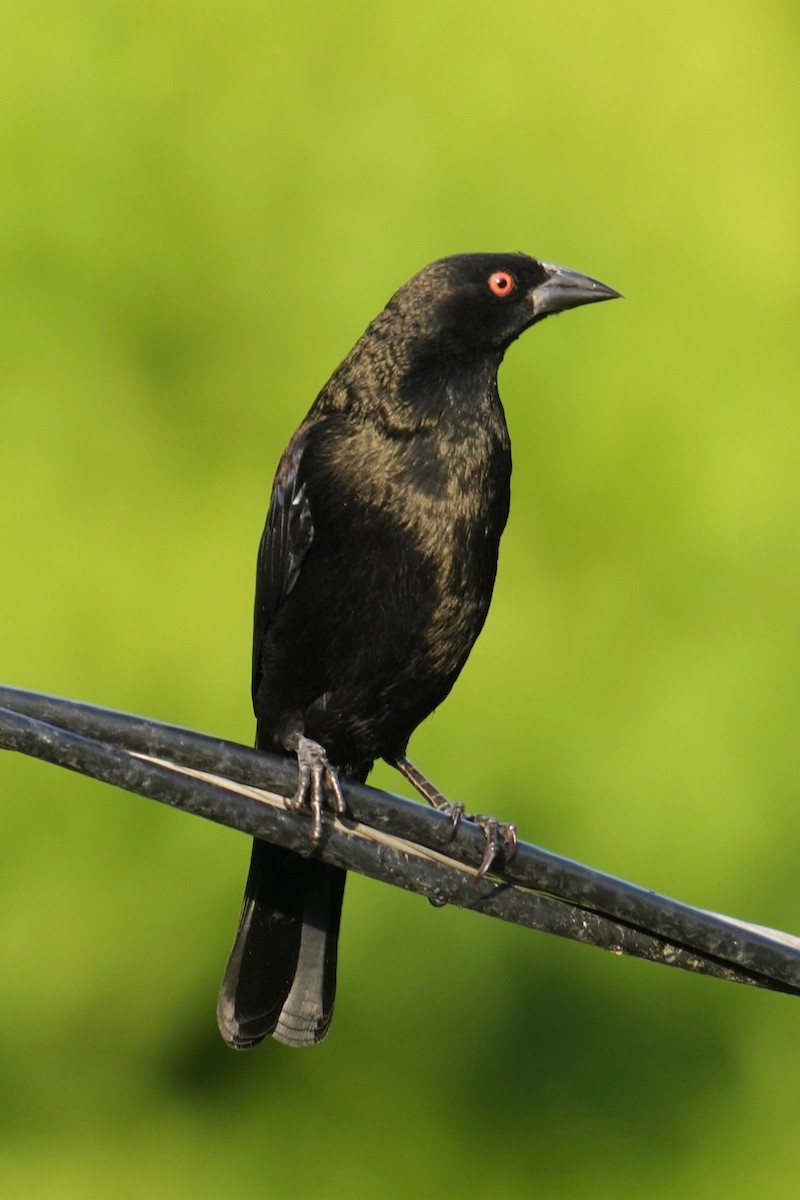 Bronzed Cowbird - ML645390474