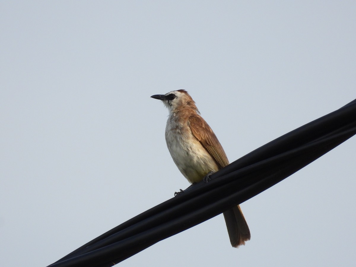 Yellow-vented Bulbul - ML645390475