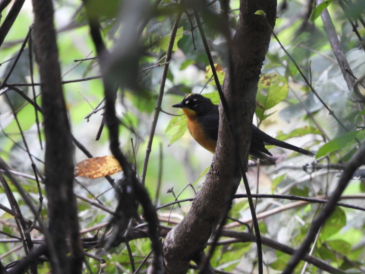 Веерохвостая корольковка - ML645390476