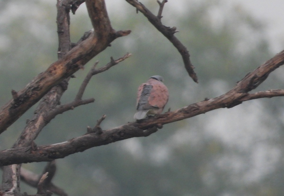 Red Collared-Dove - ML645390478