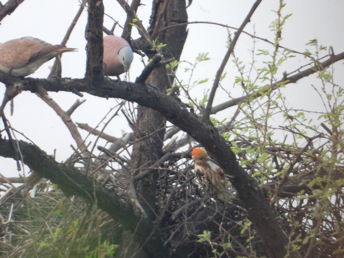 Red Collared-Dove - ML645390487