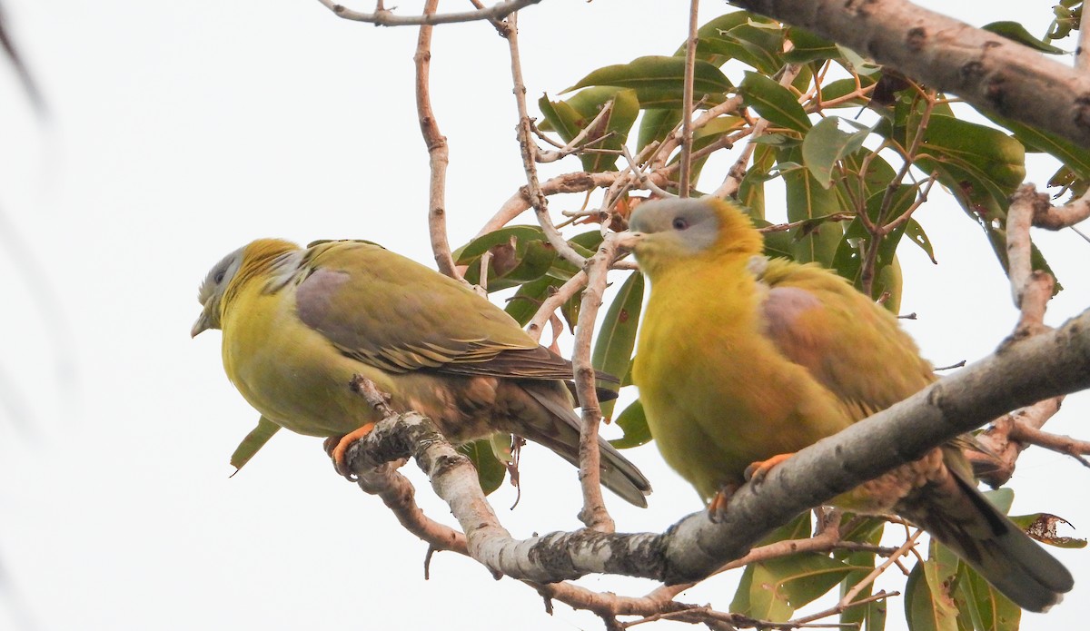 Yellow-footed Green-Pigeon - ML645390493