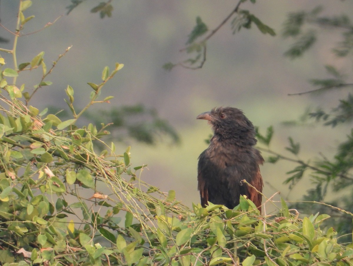 Greater Coucal - ML645390498
