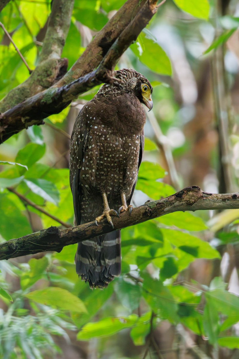 Andaman Serpent-Eagle - ML645390501
