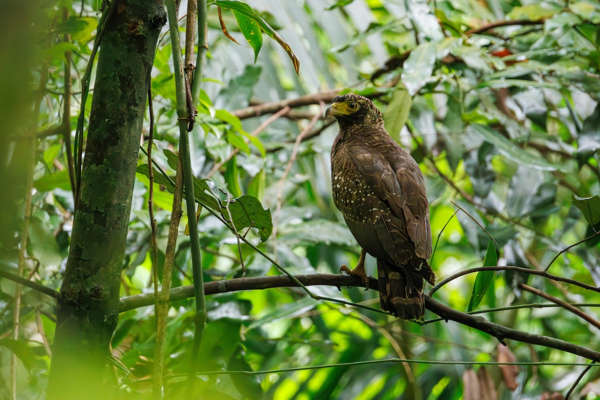 Andaman Serpent-Eagle - ML645390502