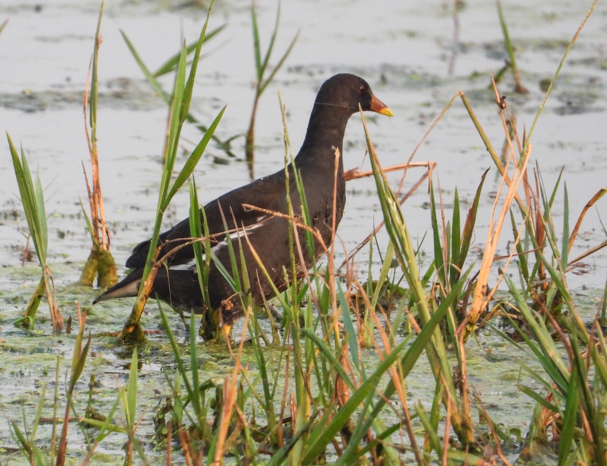 Eurasian Moorhen - ML645390513