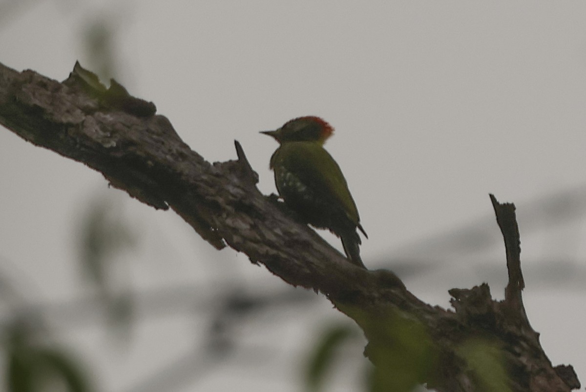 Gelbhaubenspecht - ML645390514