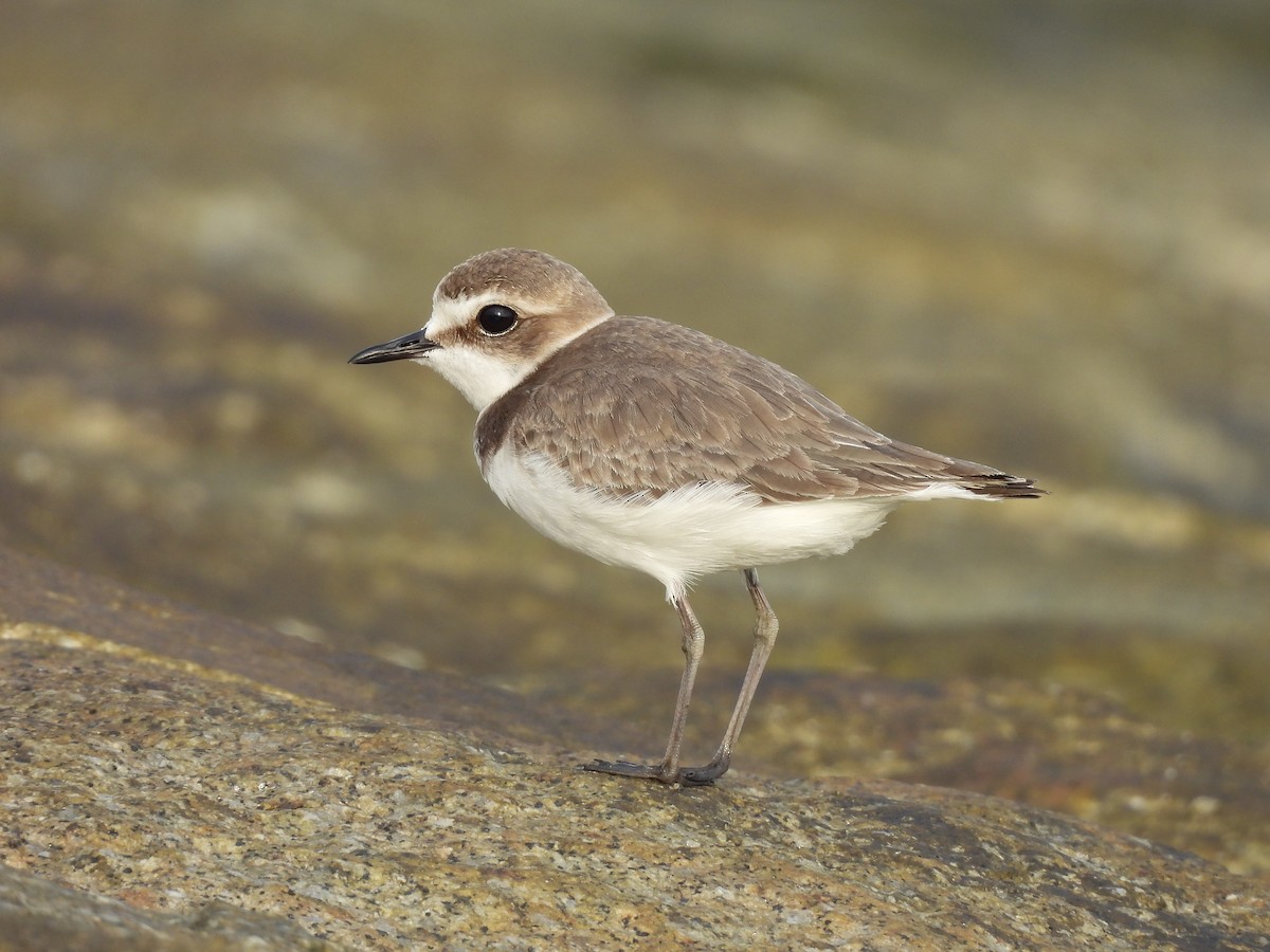 Kentish Plover - ML645390515