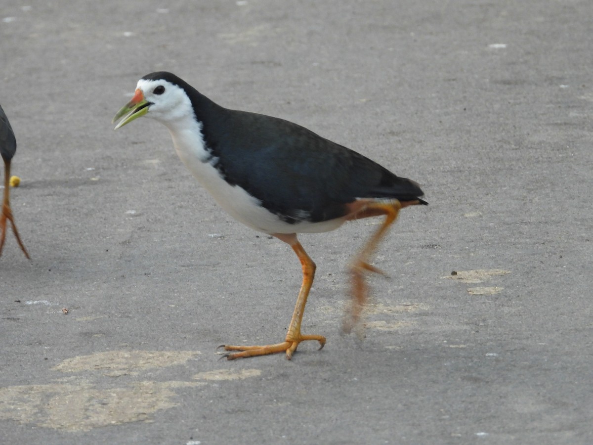 White-breasted Waterhen - ML645390516