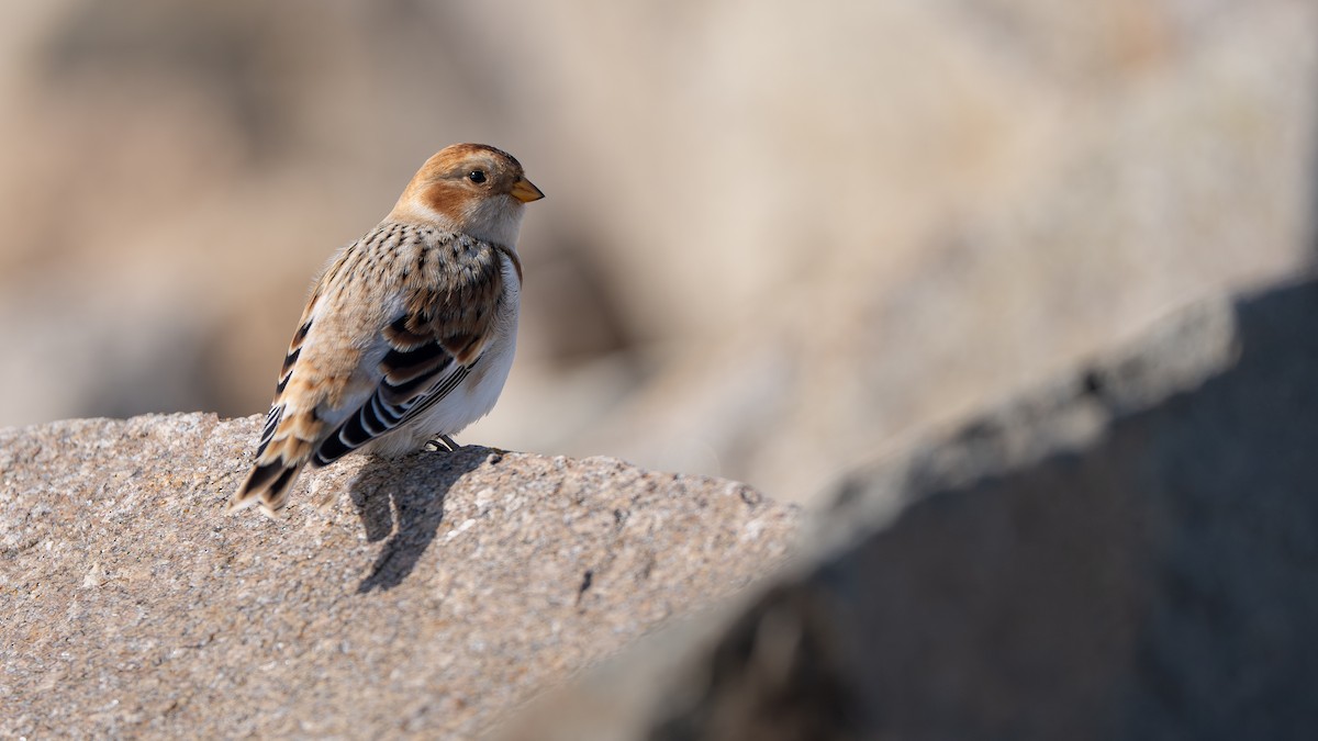 Snow Bunting - ML645390521
