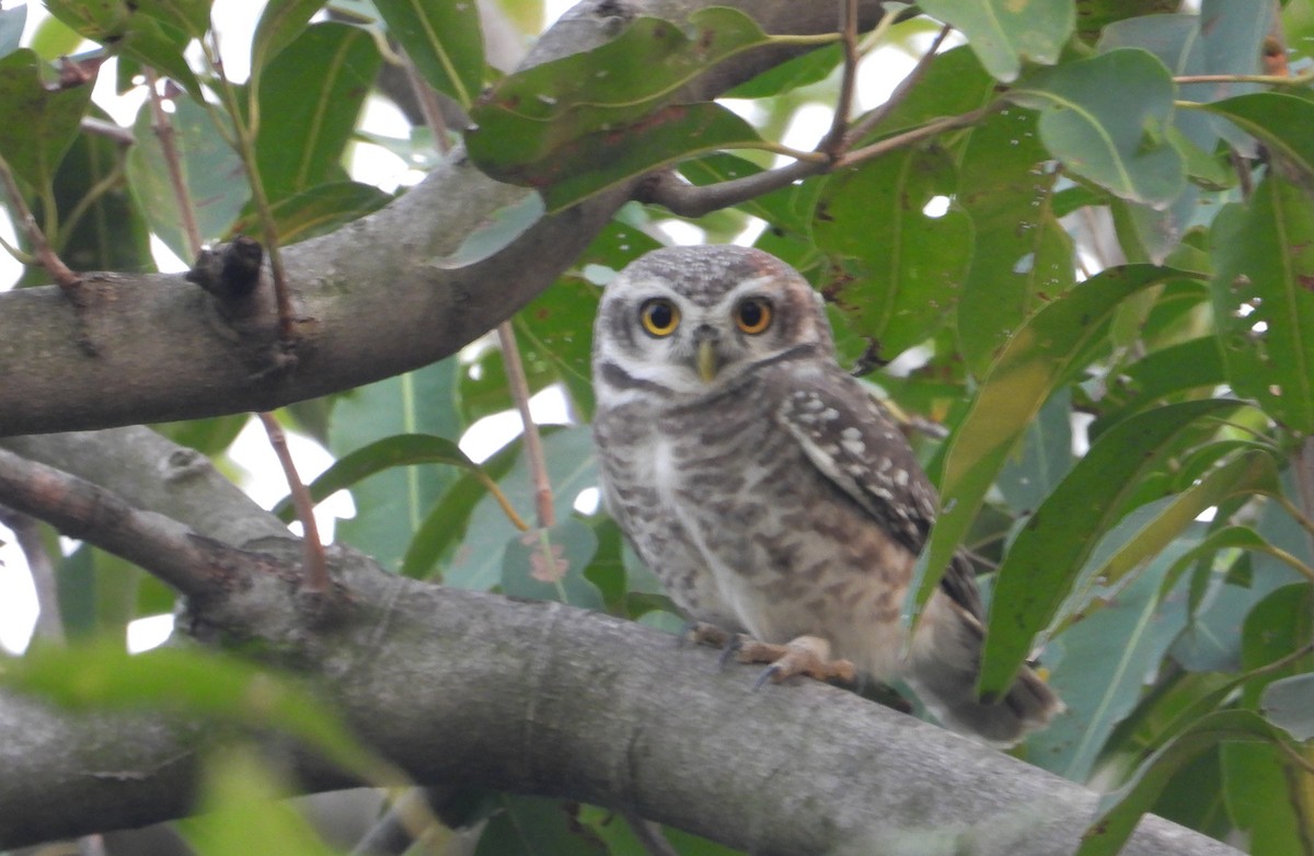 Spotted Owlet - ML645390543