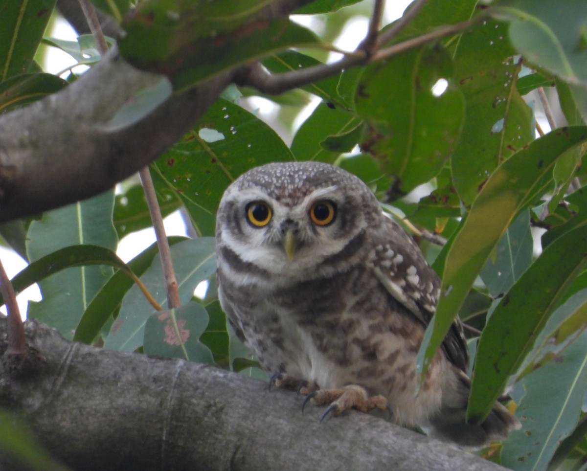 Spotted Owlet - ML645390544