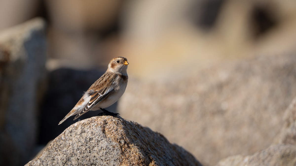 Snow Bunting - ML645390546