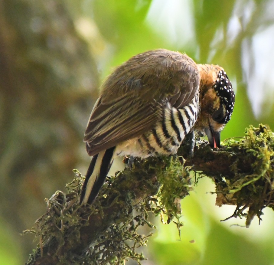 Ochre-collared Piculet - ML645390552