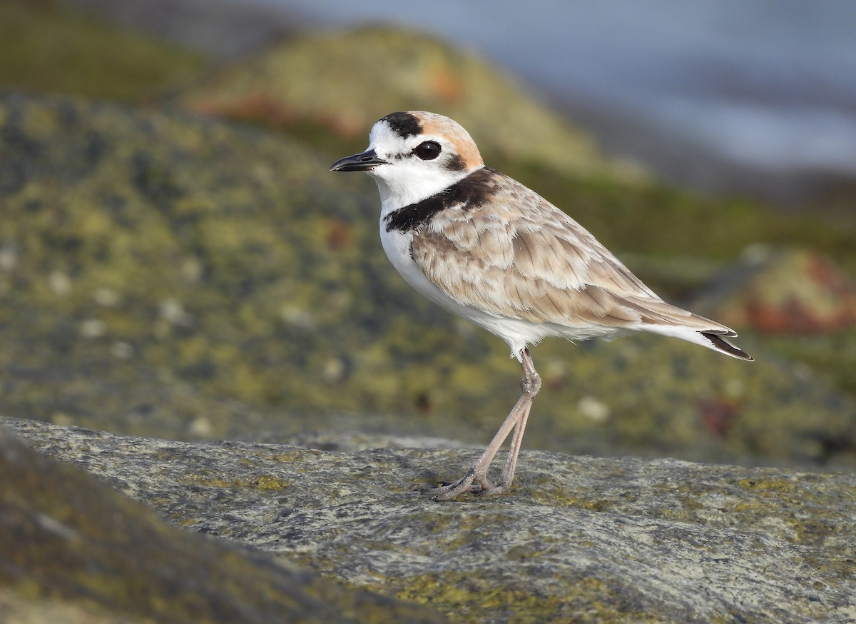Malaysian Plover - ML645390560
