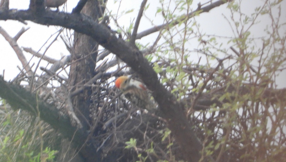 Yellow-crowned Woodpecker - ML645390562