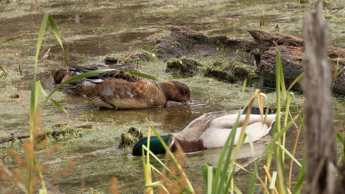 Eurasian Wigeon - ML645390563