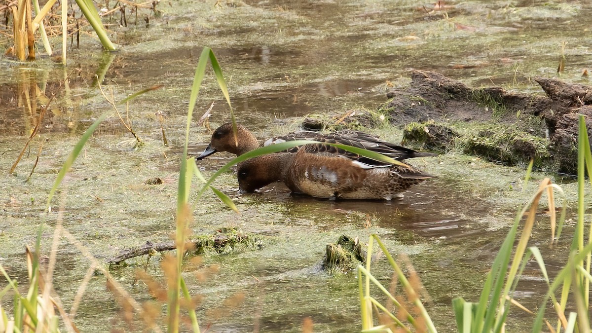 Eurasian Wigeon - ML645390564