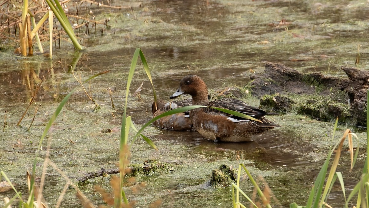 Eurasian Wigeon - ML645390565