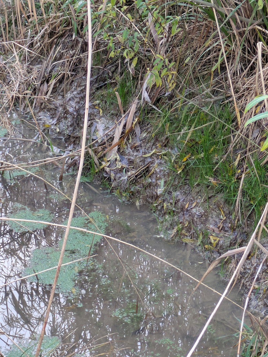 Jack Snipe - ML645390568