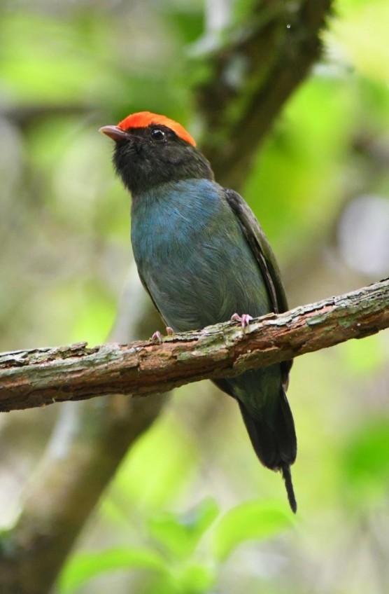 Swallow-tailed Manakin - ML645390569
