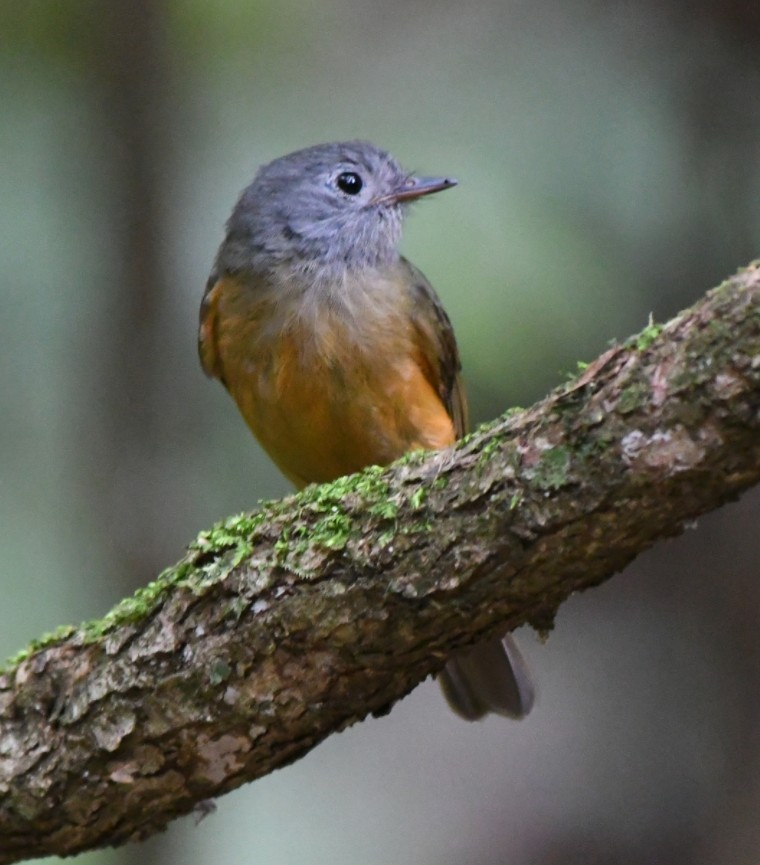 Gray-hooded Flycatcher - ML645390575