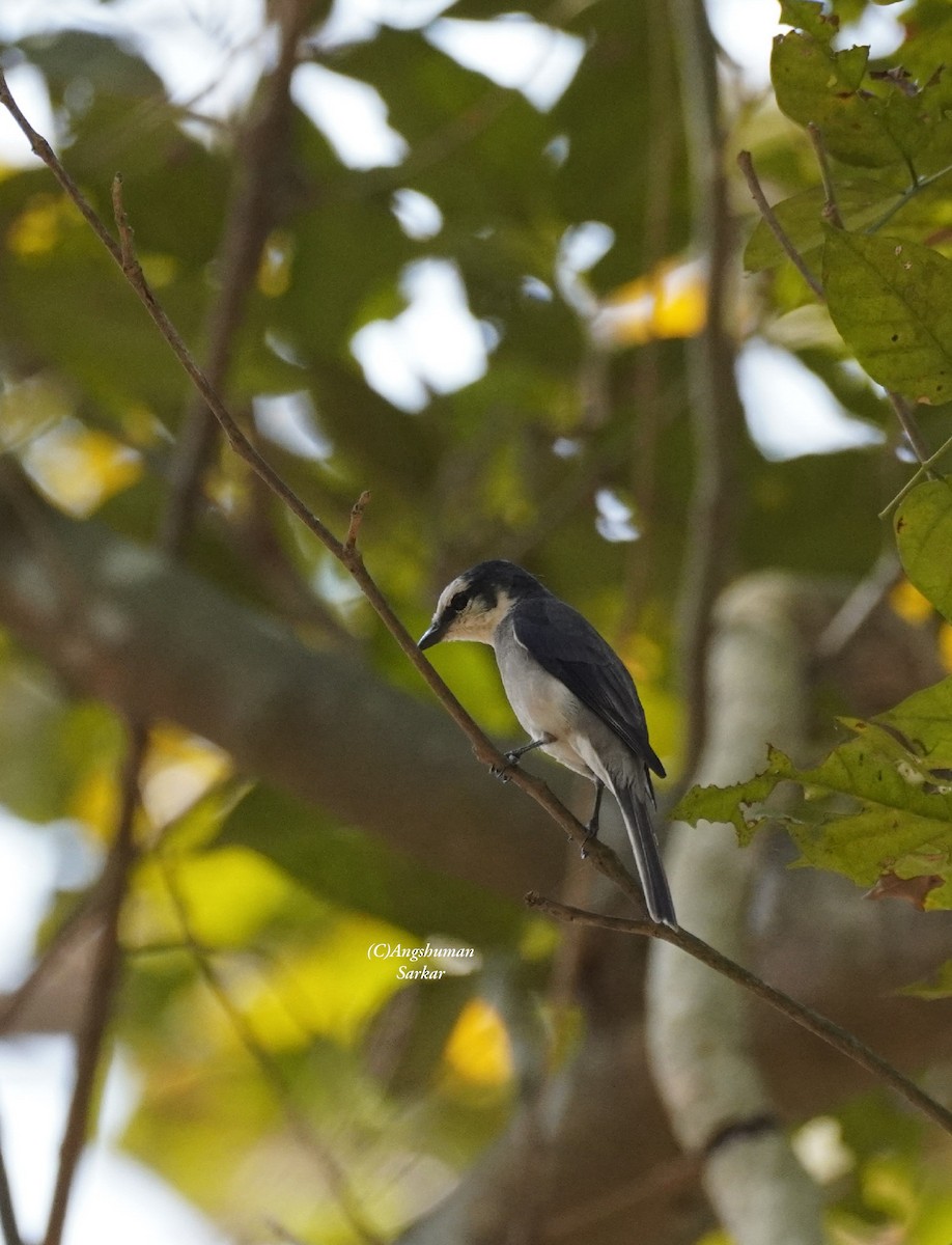 小灰山椒鳥 - ML645390577