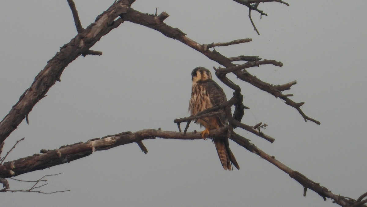 Eurasian Hobby - ML645390585