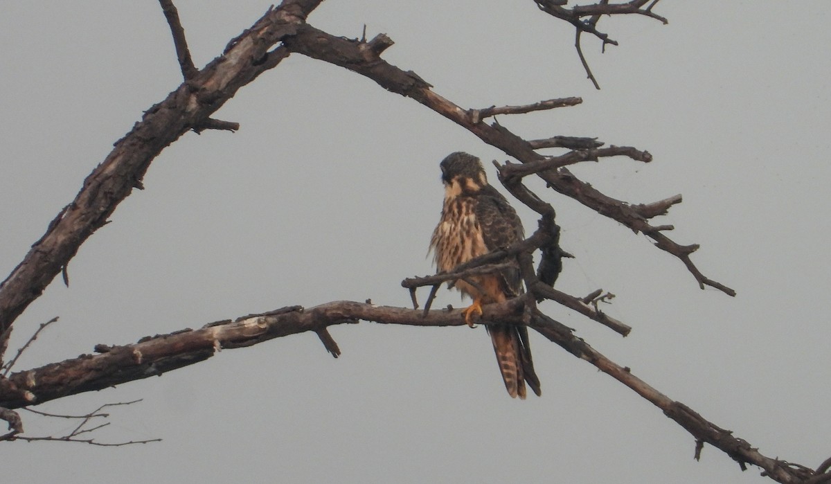 Eurasian Hobby - ML645390589