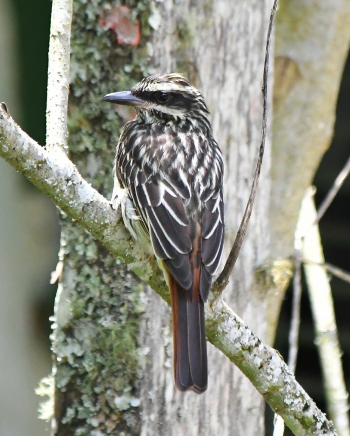 Streaked Flycatcher - ML645390610