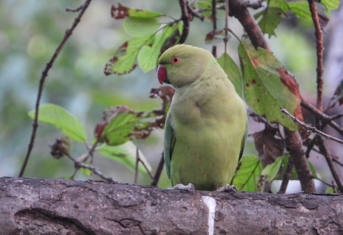 Rose-ringed Parakeet - ML645390612