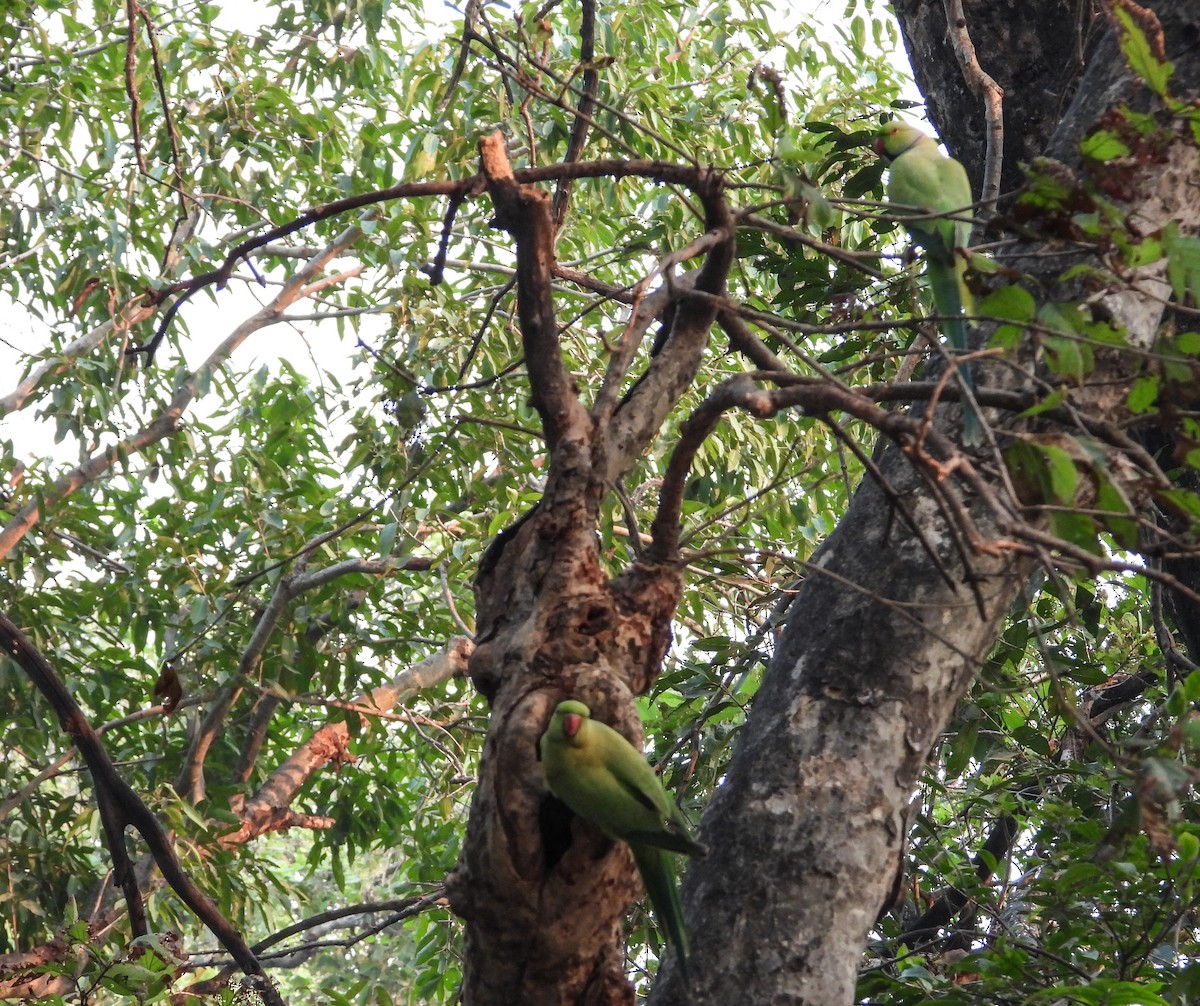 Rose-ringed Parakeet - ML645390614