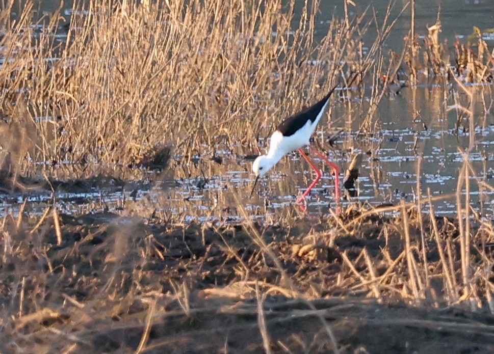 高蹺鴴 - ML645390615