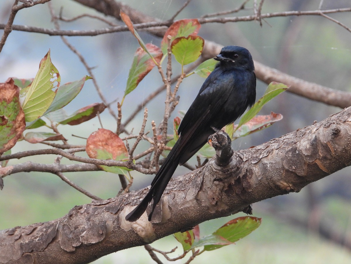 Black Drongo - ML645390618