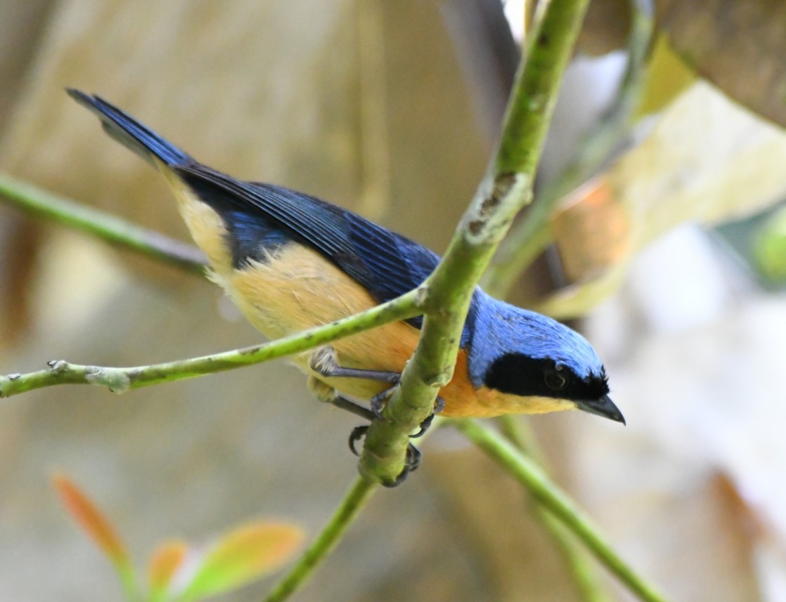 Fawn-breasted Tanager - ML645390621