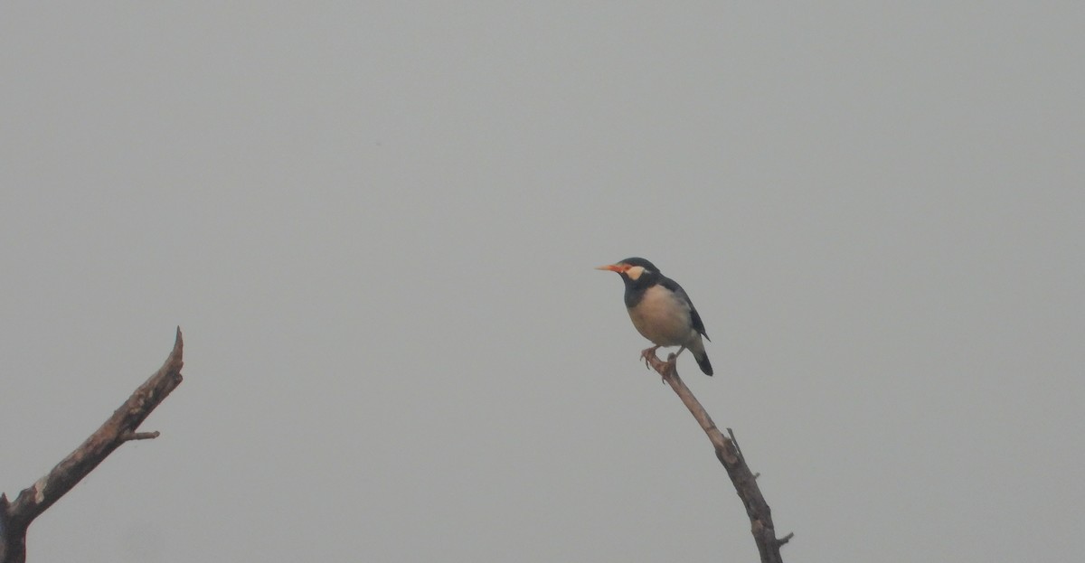 印度鵲椋鳥 - ML645390640