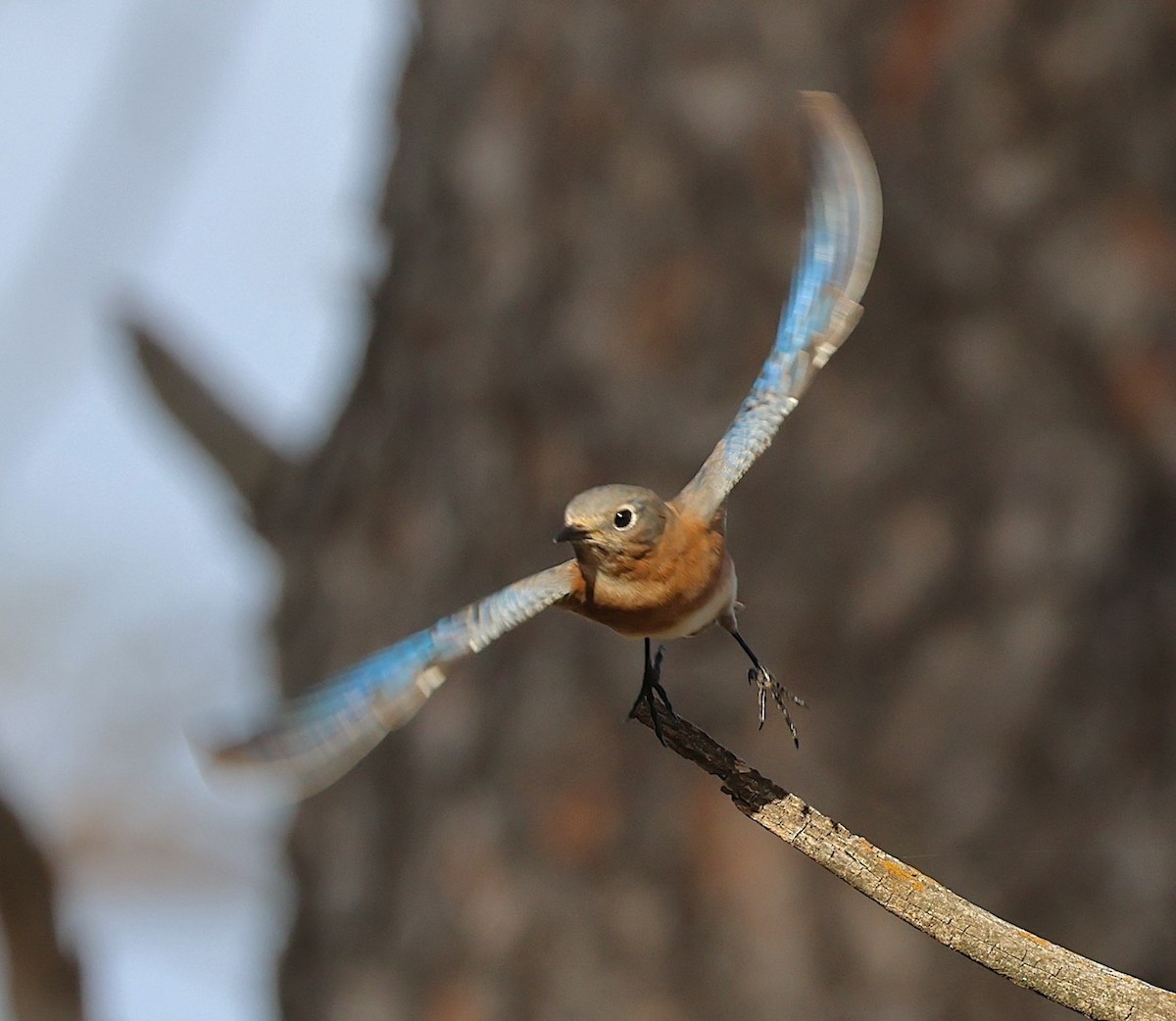 Eastern Bluebird - ML645390656