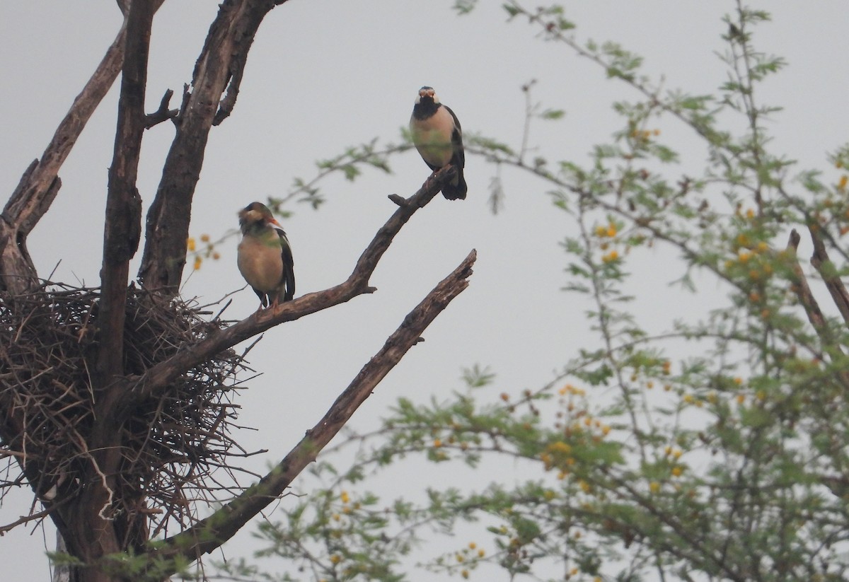 印度鵲椋鳥 - ML645390659