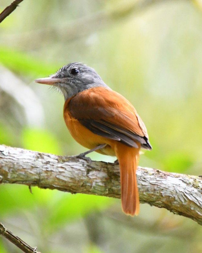 Gray-hooded Attila - ML645390660