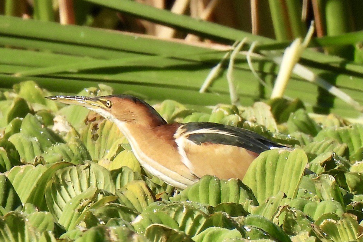 コヨシゴイ - ML645390665