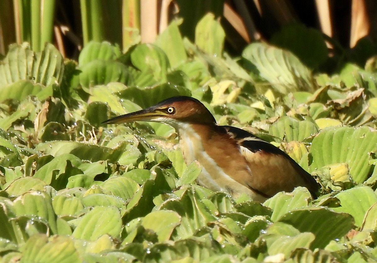 コヨシゴイ - ML645390666