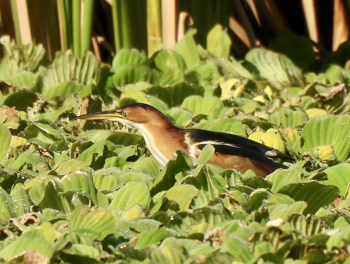 コヨシゴイ - ML645390667