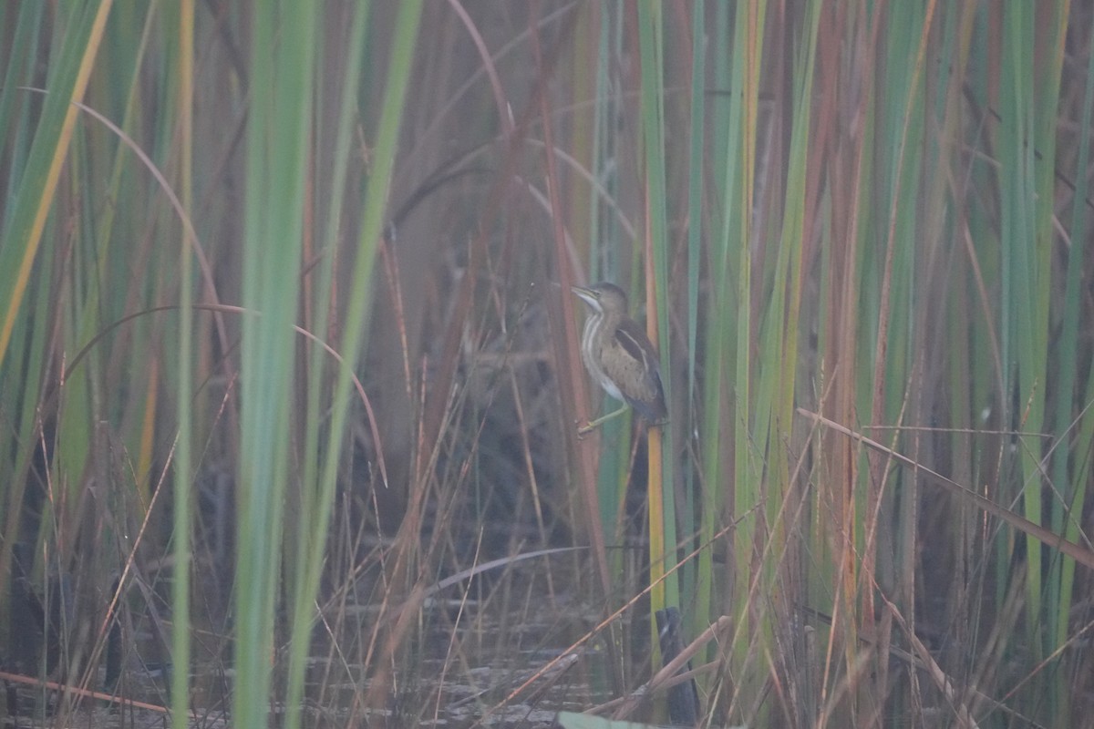 コヨシゴイ - ML645390668