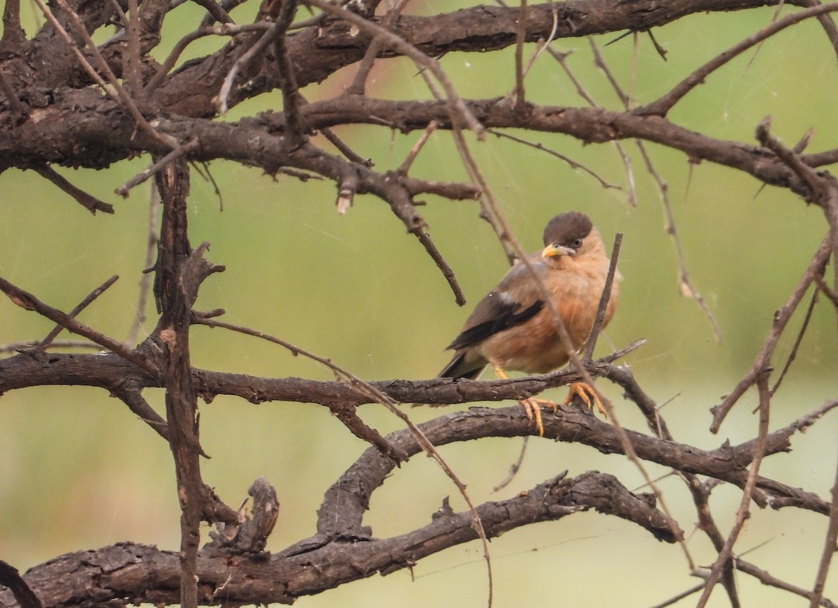 Brahminy Starling - ML645390673