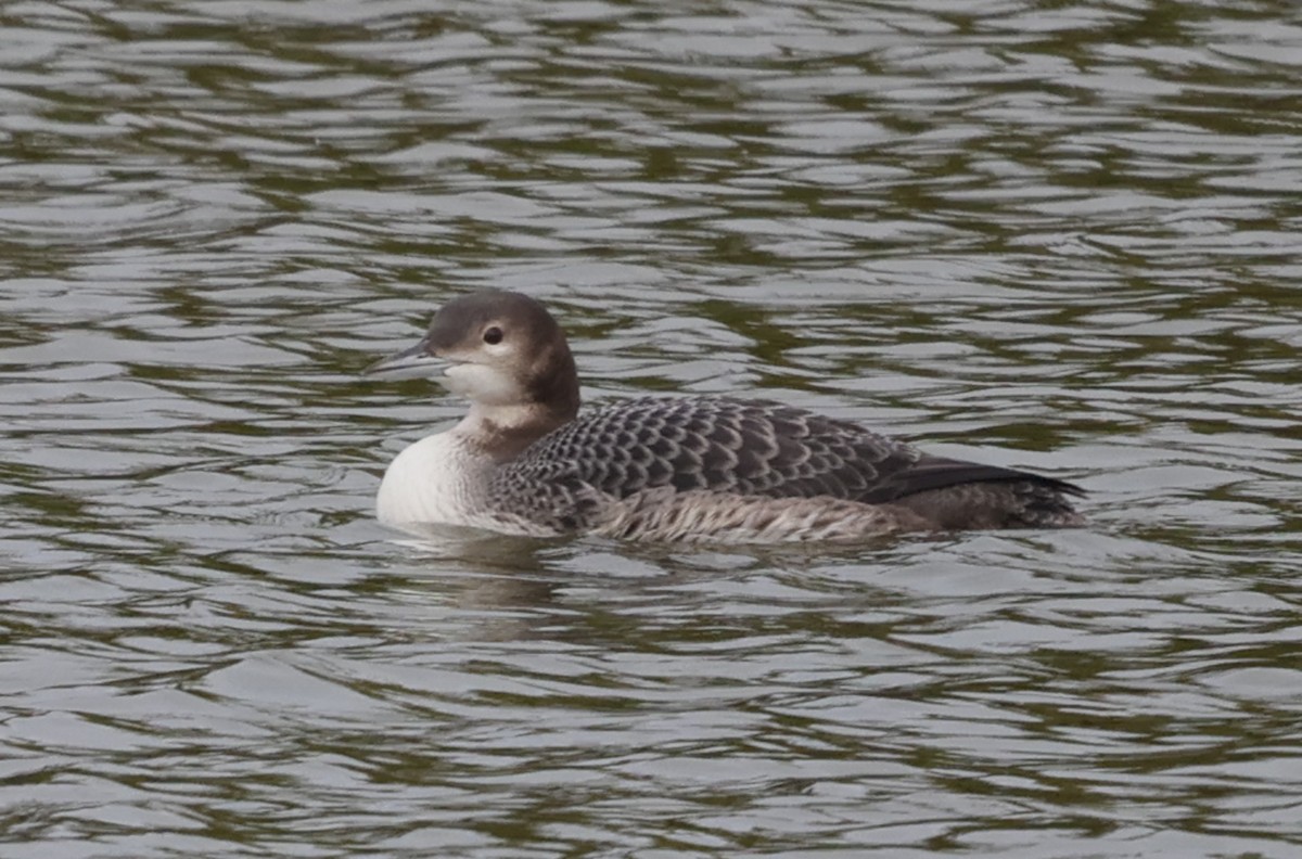 Common Loon - ML645390677
