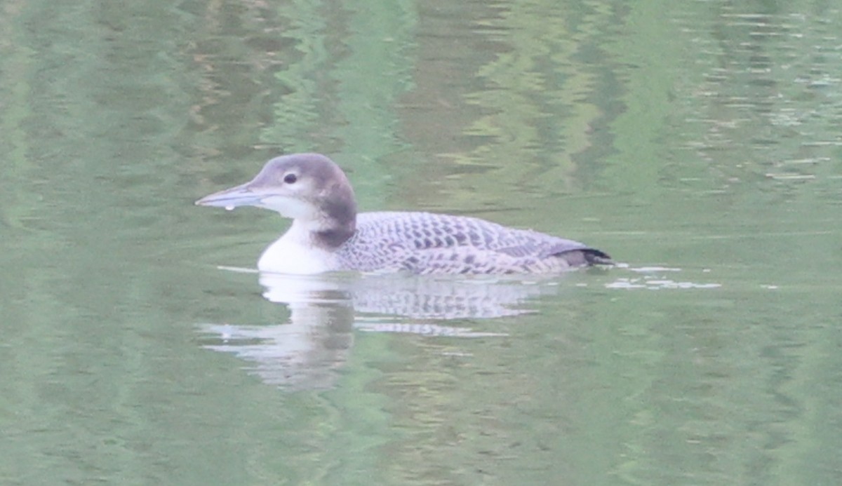 Common Loon - ML645390678
