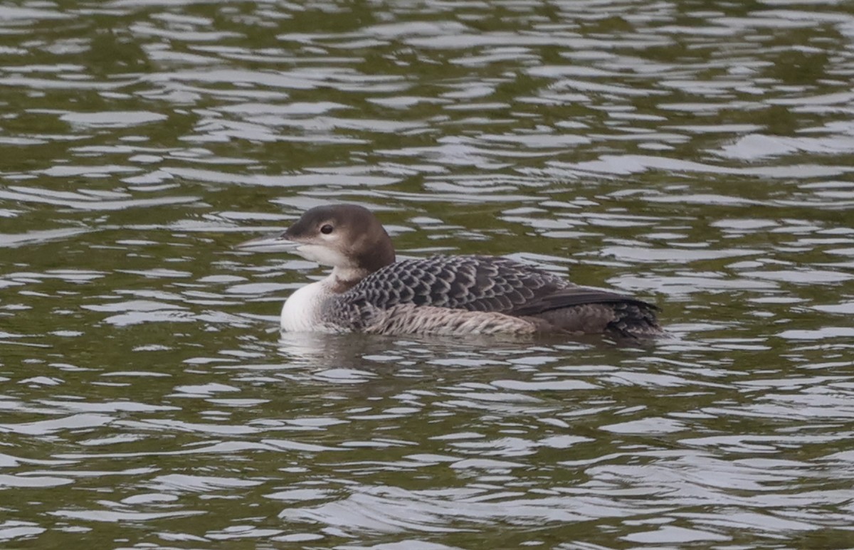 Common Loon - ML645390679