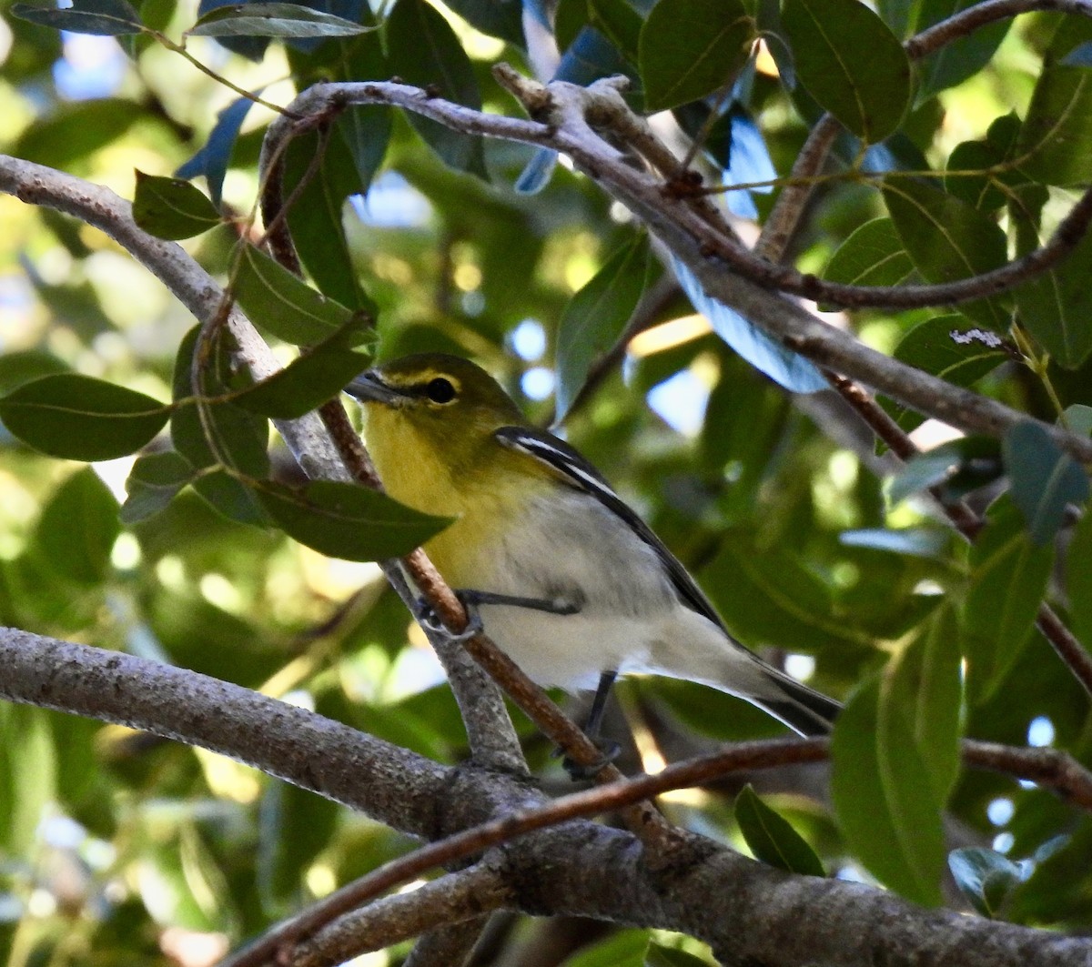 Yellow-throated Vireo - ML645390682