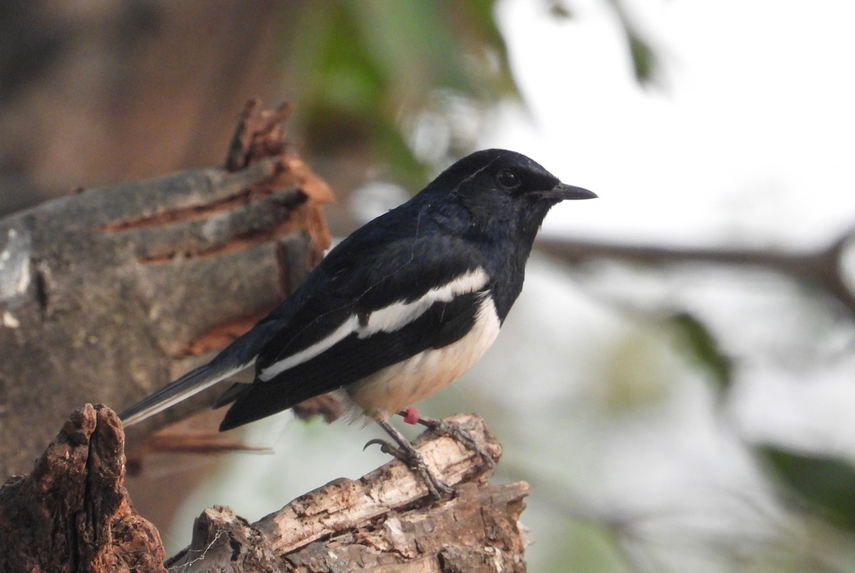 Oriental Magpie-Robin - ML645390684