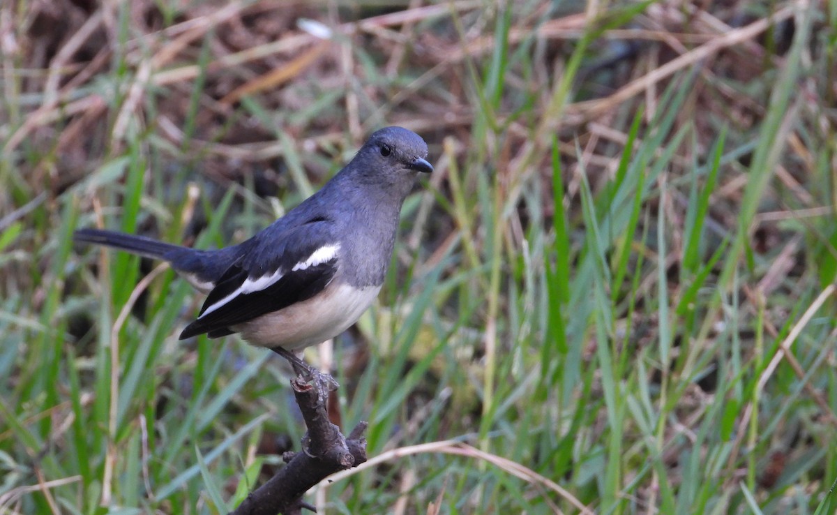 Oriental Magpie-Robin - ML645390694